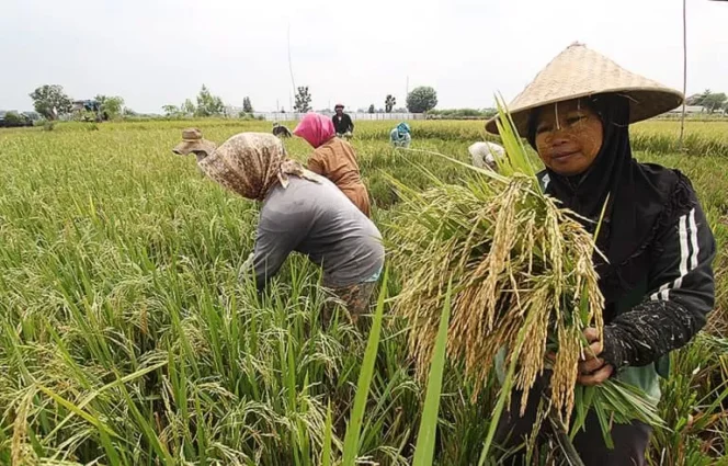 
					Ilustrasi Petani