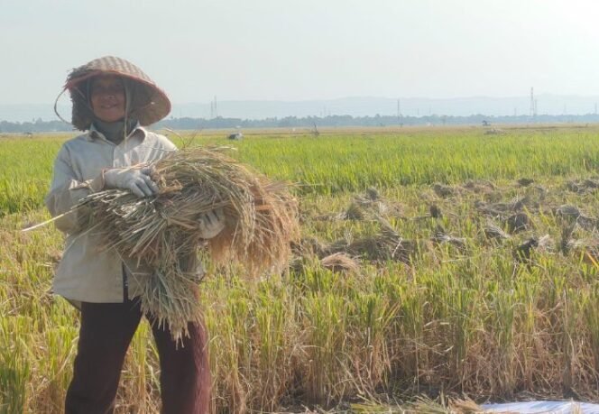 
					Rosmaini (53) petani asal gampong Ateuk Lampeuot Kec. Simpang Tiga sedang mengumpulkan hasil panen di gampong setempat, Senin (10/02/2025). FOTO/MC ACEH BESAR