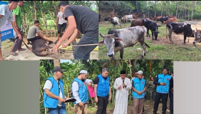 
					Suasana penyembelihan hewan kurban bantuan Turki untuk masyarakat Aceh yang dipusatkan di Gampong Lagang, Kecamatan Darul Imarah, Aceh Besar, Jumat, 6 Juni 2025. (Dok PWI Aceh)