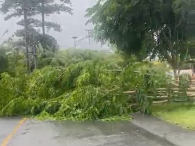 
					Tangkapan layar video pohon tumbang menutupi jalan lintas nasiaonal, di kawasan Saree, Aceh Besar, Sabtu (7/6/2025). FOTO/ DOK BPBD ACEH BESAR
