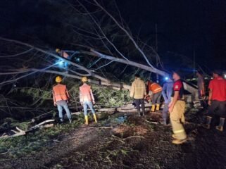 Petugas BPBD Aceh Besar membersikan pohon tumbang.