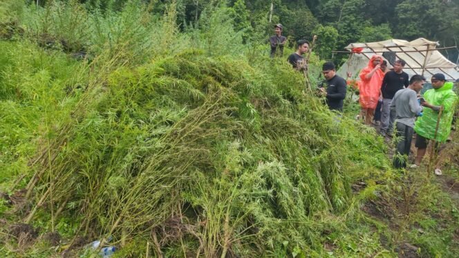 
					51,75 Hektare Ladang Ganja Dimusnahkan di Gayo Lues