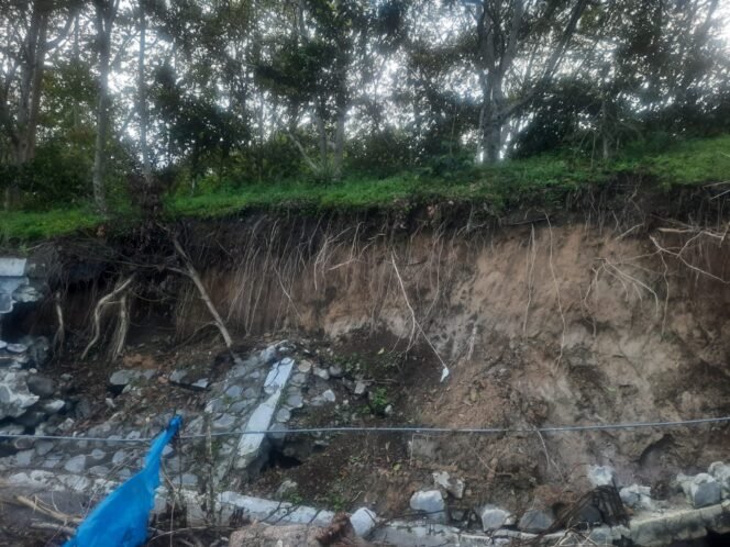 
					12.638 Hektare Kebun Kopi di Aceh Tengah Rusak Akibat Bencana