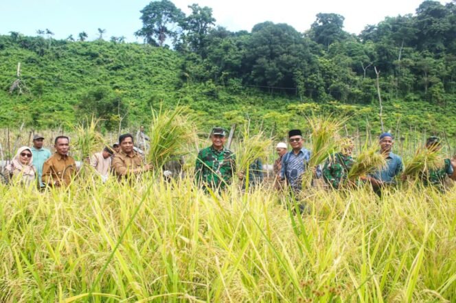 
					Pemko Sabang Panen Perdana Padi Gogo