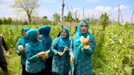 Tiga Srikandi Aceh Ketua TP PKK Aceh Marlina Muzakir, Staf Ahli TP PKK Aceh Mukarramah Fadhlullah dan Ketua Dharma Wanita Persatuan Aceh Malahayati, memanen dan mencicipi melon di Gampong Lam Manyang Kecamatan Pekan Bada, Kamis (2/4/2026).