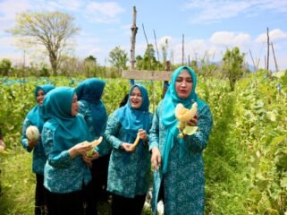Tiga Srikandi Aceh Ketua TP PKK Aceh Marlina Muzakir, Staf Ahli TP PKK Aceh Mukarramah Fadhlullah dan Ketua Dharma Wanita Persatuan Aceh Malahayati, memanen dan mencicipi melon di Gampong Lam Manyang Kecamatan Pekan Bada, Kamis (2/4/2026).
