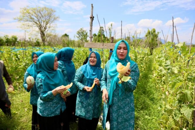 
					Tiga Srikandi Aceh Ketua TP PKK Aceh Marlina Muzakir, Staf Ahli TP PKK Aceh Mukarramah Fadhlullah dan Ketua Dharma Wanita Persatuan Aceh Malahayati, memanen dan mencicipi melon di Gampong Lam Manyang Kecamatan Pekan Bada, Kamis (2/4/2026).