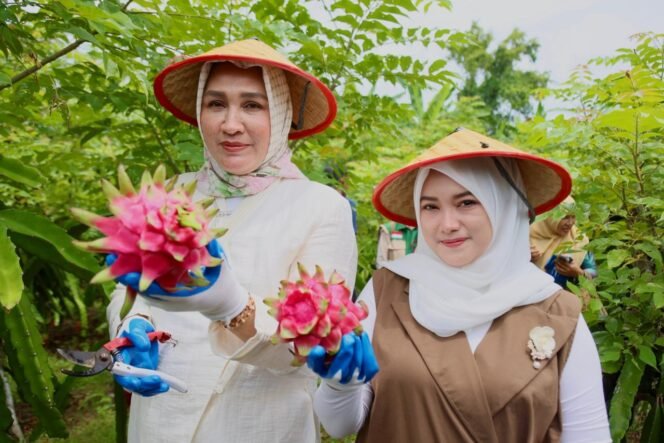 
					Kak Na: Buah Naga Sabang, Meucrop Barang