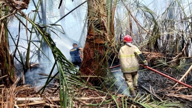
					Lahan Rumbia di Aceh Besar Terbakar, Api Berhasil Dipadamkan